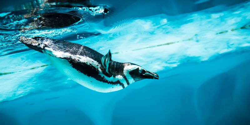 Algorytm Google Pingwin