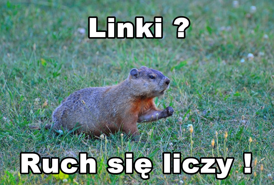 algorytm świstak