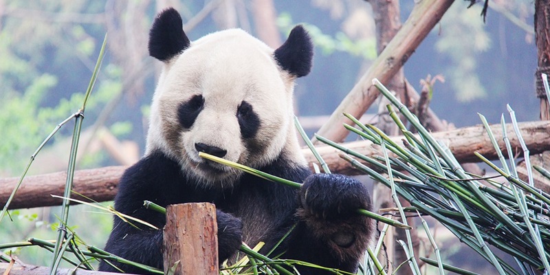 Algorytm Google Panda